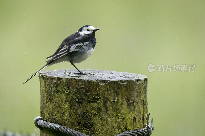 花斑鹡鸰（Motacilla alba yarelli）